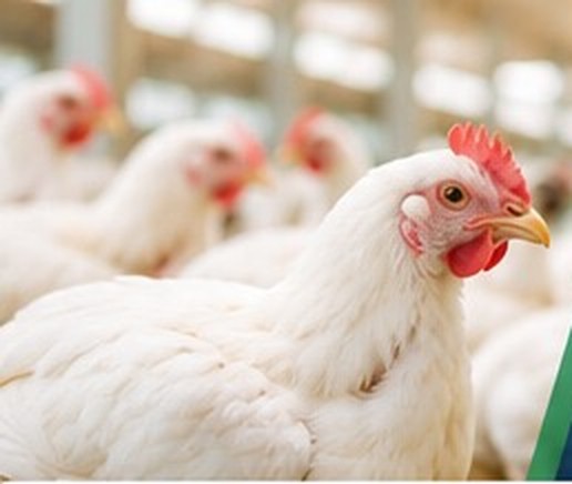 Broiler flock